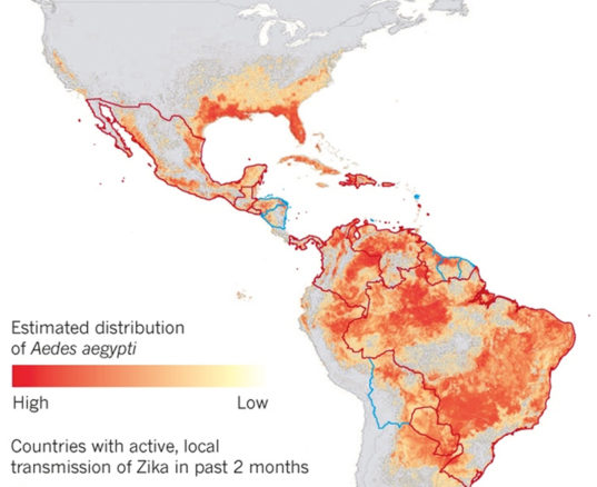 Zika virus could infect four million people in the Americas – and has ‘explosive pandemic potential’