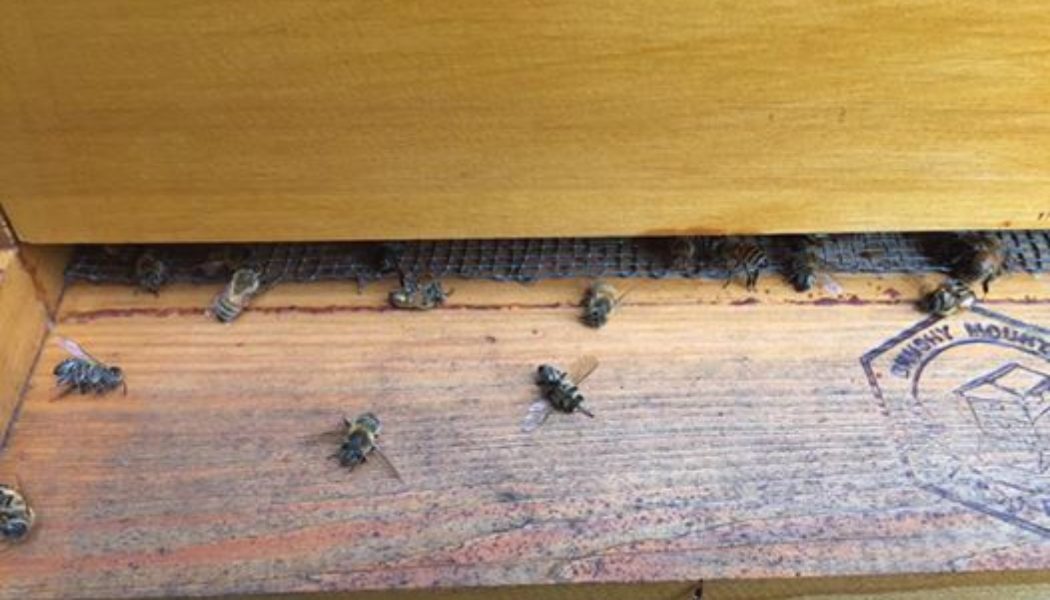 Millions of bees dead after South Carolina sprays for Zika mosquitoes