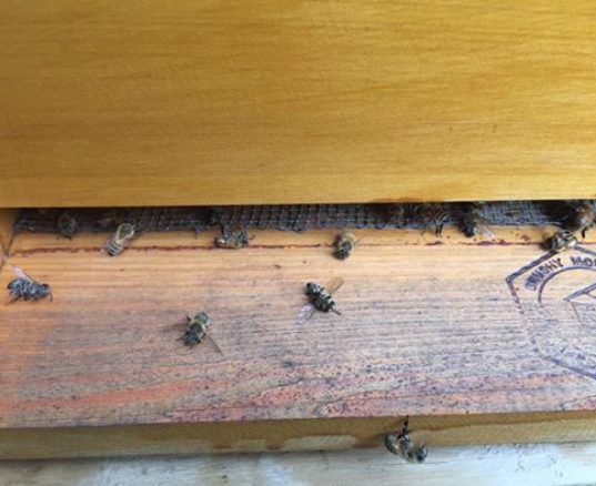 Millions of bees dead after South Carolina sprays for Zika mosquitoes